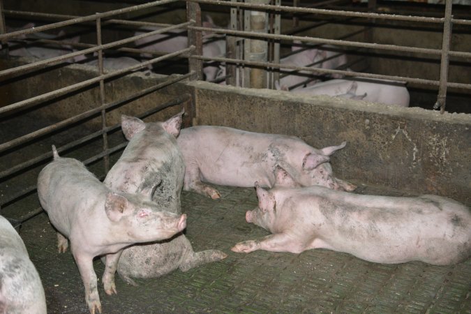 Grower pigs