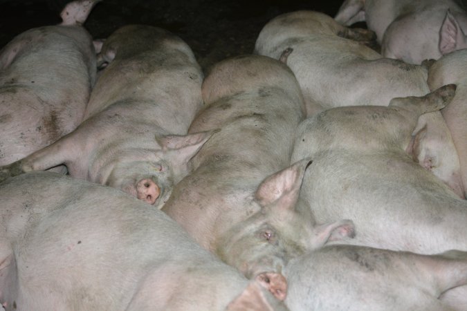Pigs in grower pens