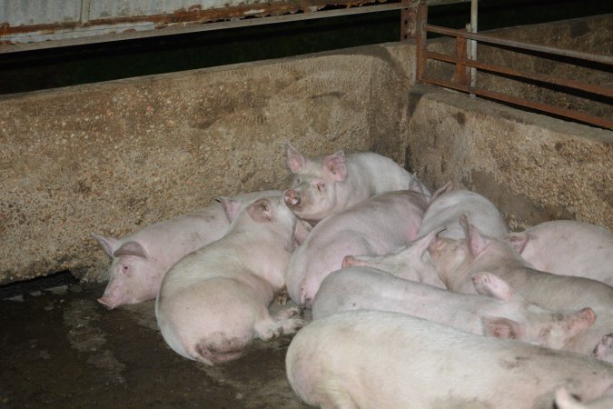 Pigs in grower pens