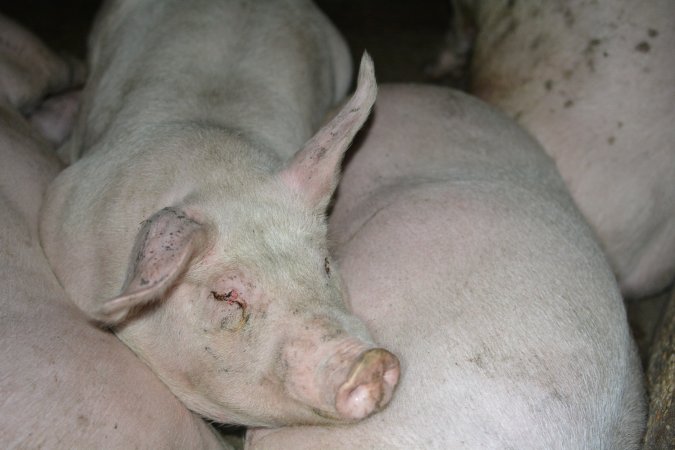 Grower pigs