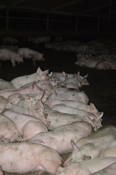 Grower pigs