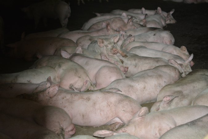 Grower pigs