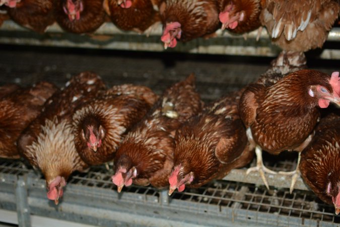 Cage free egg farm