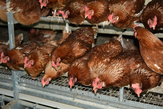 Cage free egg farm