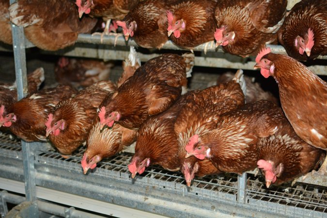 Cage free egg farm