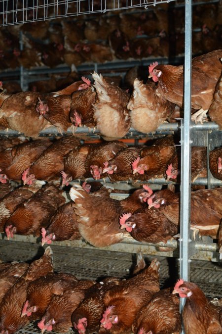 Cage free egg farm