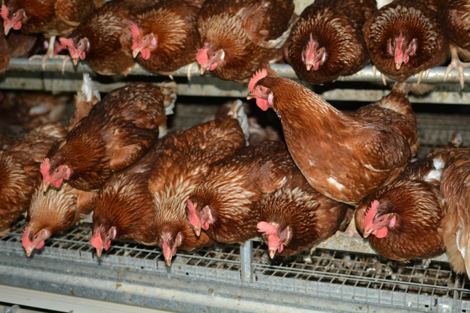 Cage free egg farm