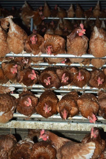 Cage free egg farm