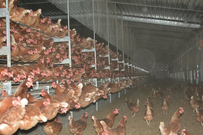 Cage free egg farm