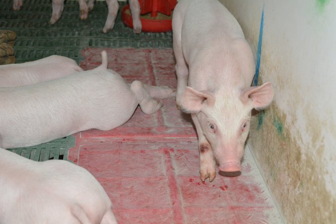 Farrowing crates