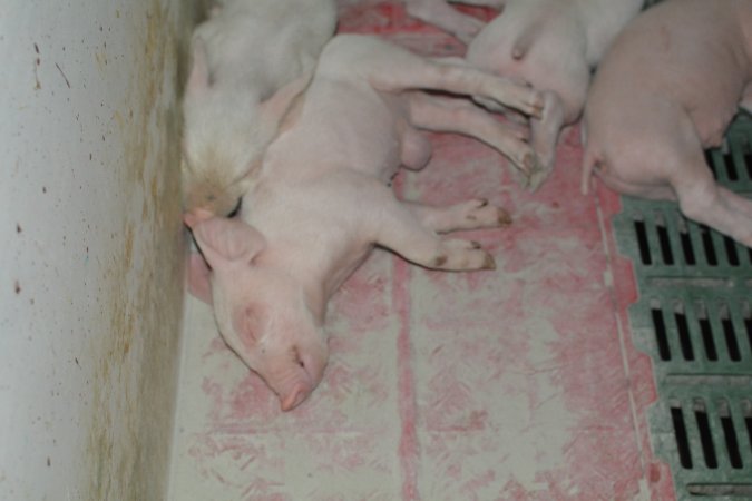 Farrowing crates