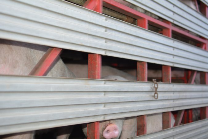 Pig in transport trucks