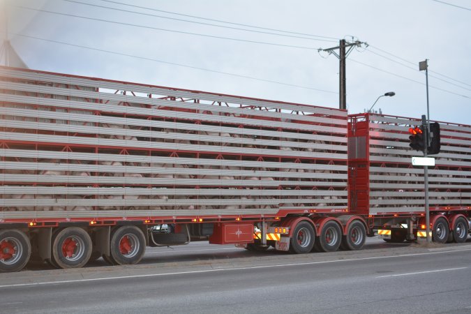 Pig in transport trucks