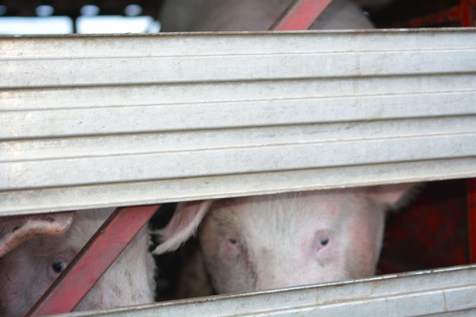 Pig in transport trucks