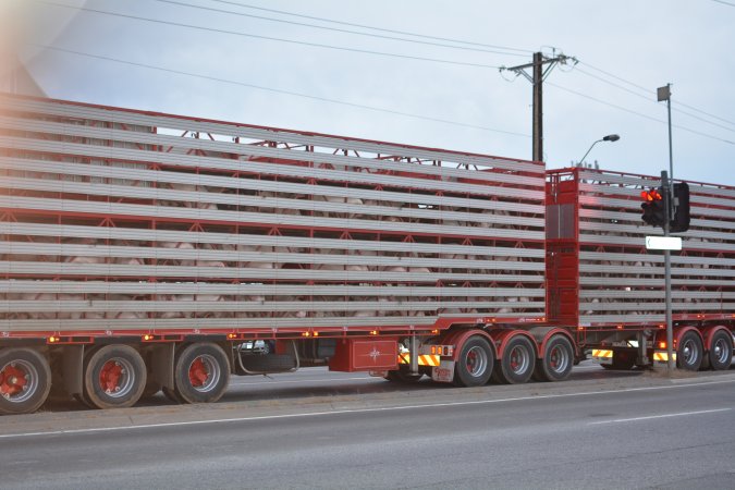 Pig in transport trucks