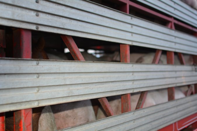 Pig in transport trucks