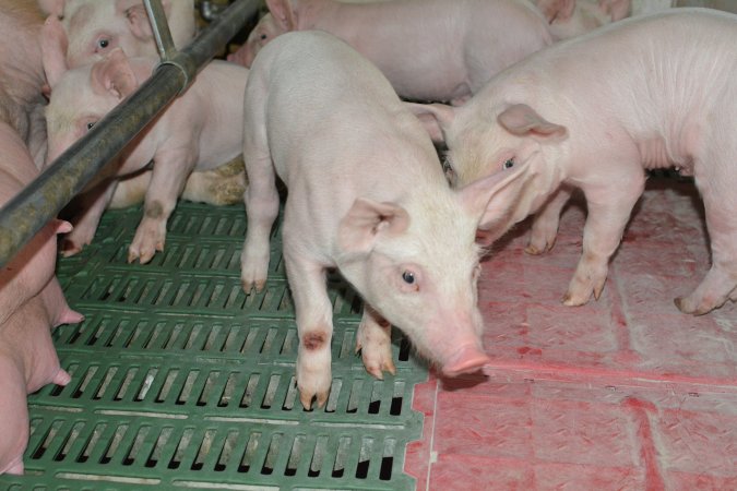 Farrowing crates