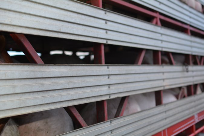 Pig in transport trucks