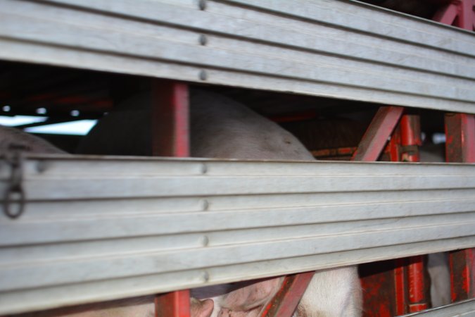 Pig in transport trucks