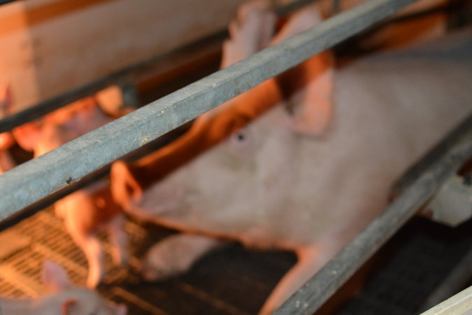 Sow in farrowing crates