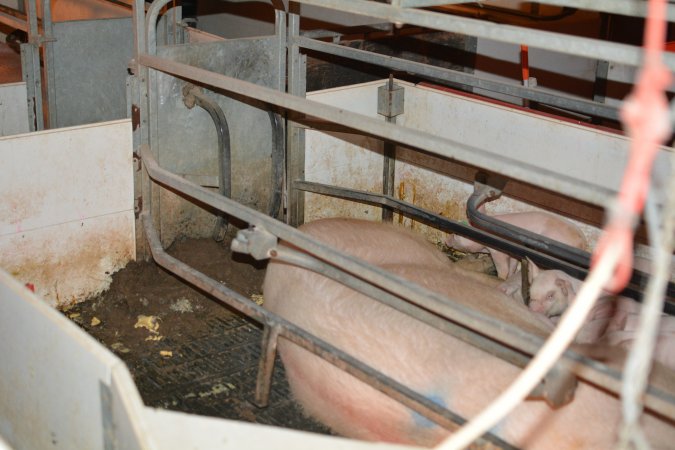 Sow in farrowing crates