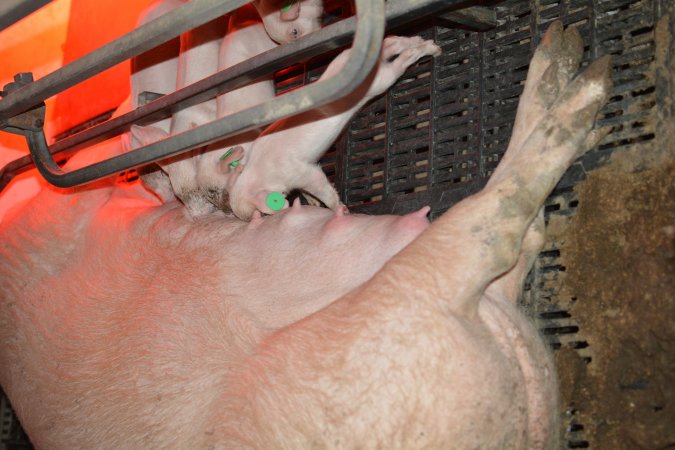 Sow in farrowing crates