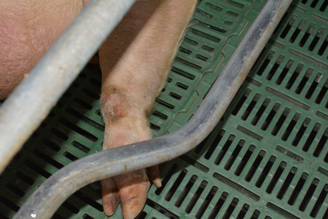 Farrowing crates