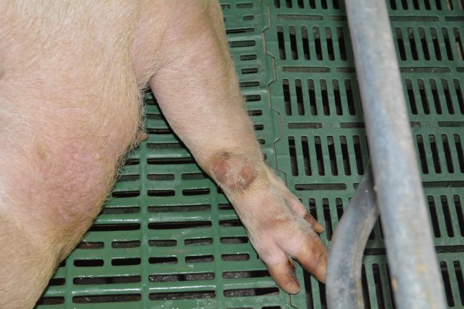 Farrowing crates