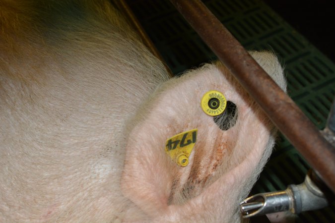 Ear tag on sow