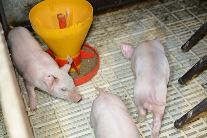 Piglets in farrowing crates