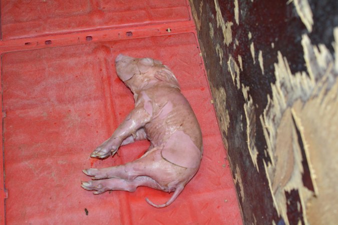 Dying piglet