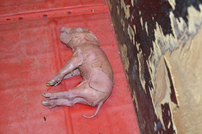 Dying piglet