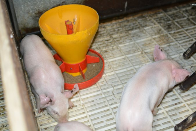 Piglets in farrowing crates