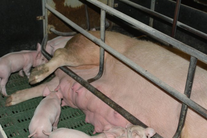 Sow who doesn't fit in farrowing crates