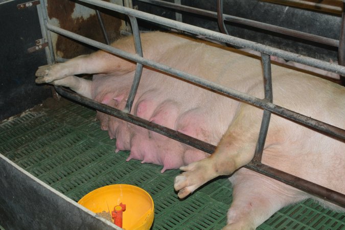 Sow who doesn't fit in farrowing crates