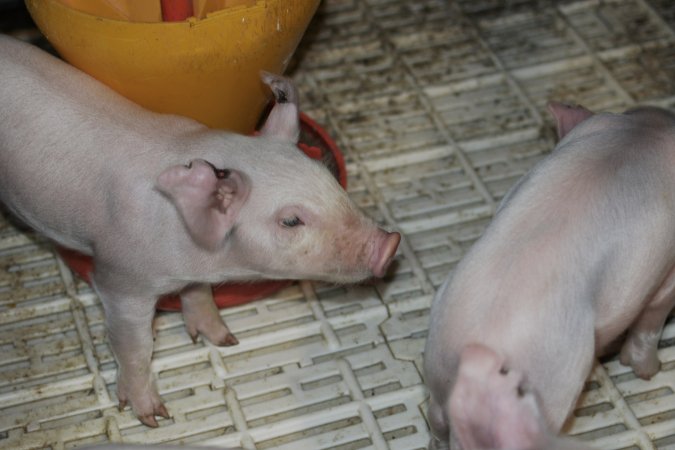 Piglets in farrowing crates