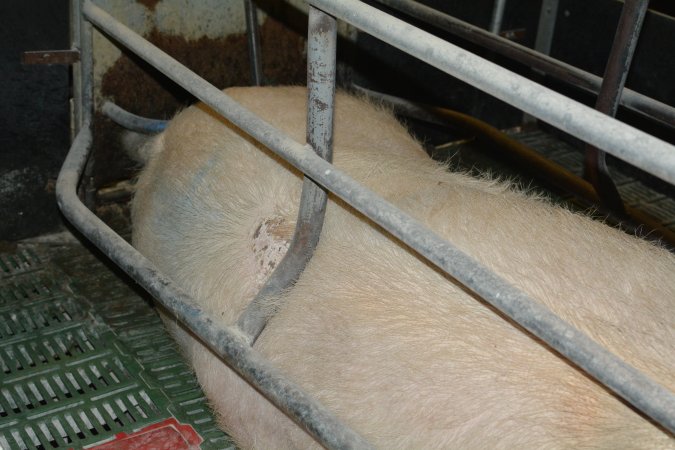 Sow who doesn't fit in farrowing crates