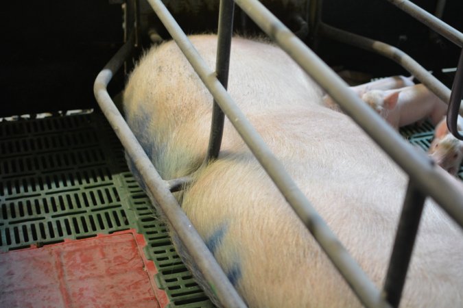 Sow who doesn't fit in farrowing crates