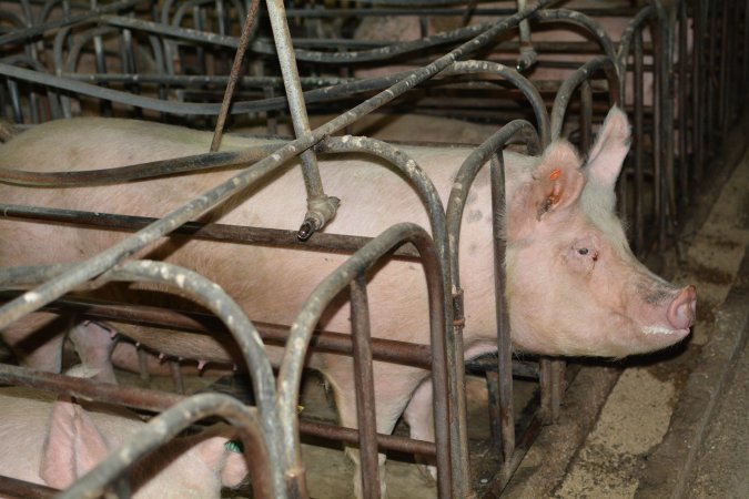 Sow stalls