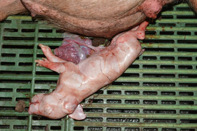 Still born piglet
