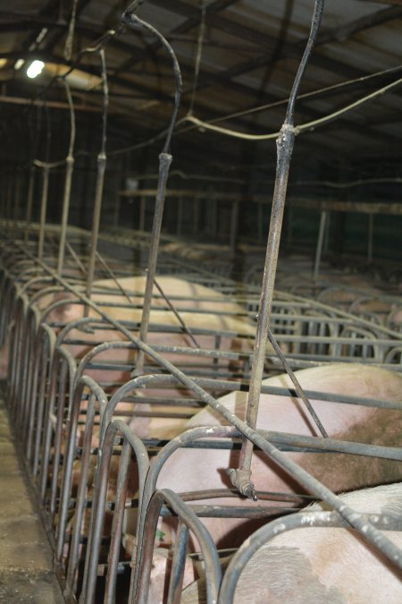 Sow stalls