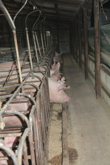 Sow stalls