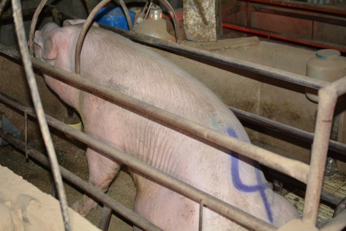 Sow in farrowing crate