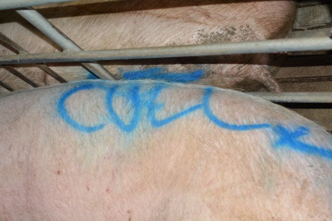 Spray painted sow