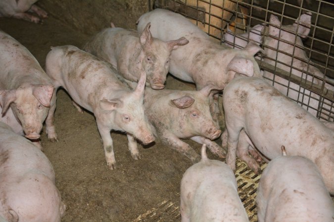 Weaners