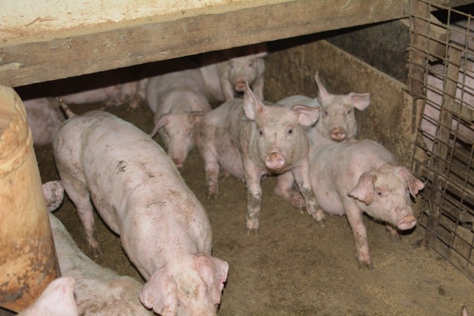 Weaners