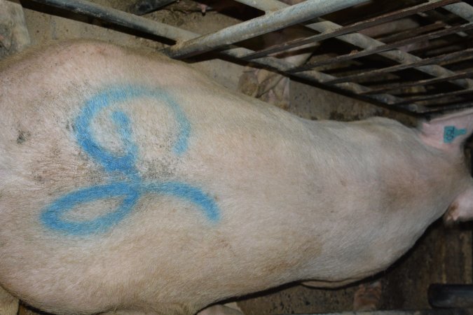 Spray painted sow