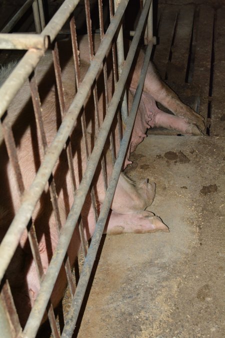 Sow stalls