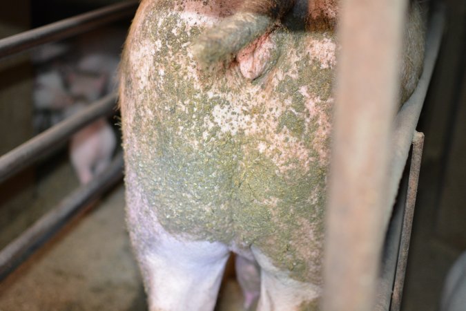 Pig living in filth