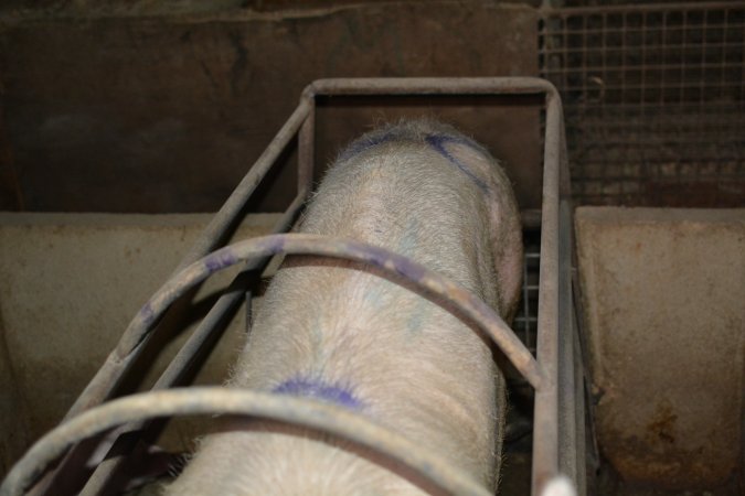 Sow in farrowing crates